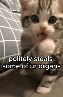 a kitten with its tongue hanging out and the words politely steals some of ur organs