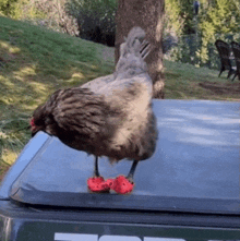 a chicken wearing red crocs standing on top of a ford truck