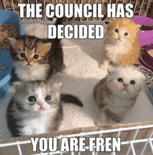 four kittens in a cage with the caption " the council has decided "