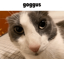 a gray and white cat is looking at the camera with the word goggus above it