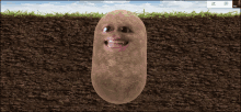 a potato with a face on it is sitting in the ground