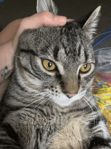 a close up of a cat 's face with a person 's hand petting it