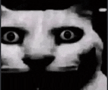 a black and white photo of a cat 's face .