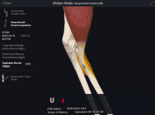 a screenshot of a computer screen showing the motion mode of biceps brachii tendon ( left )