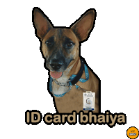 a dog with a badge that says id card bahiya