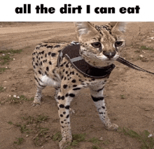 a cheetah wearing a harness and leash standing in the dirt with the words all the dirt i can eat above it