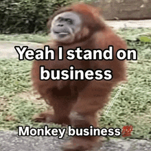 a monkey is standing on the side of a road .