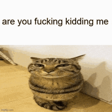 a cat is sitting on a wooden floor next to a wall with the words `` are you fucking kidding me '' above it .