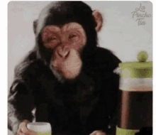 a chimpanzee is holding a cup of coffee and a pitcher of coffee .