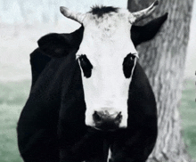 a black and white cow with horns standing in a field