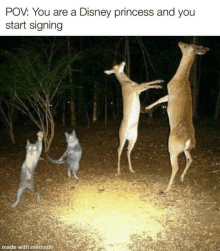 two cats and two deer are standing on their hind legs in the woods at night .