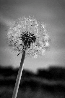 a black and white photo of a dandelion with the date 09/2020 on the bottom right corner