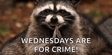 Raccoon Yes GIF