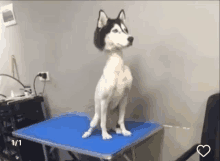 a husky dog is sitting on a blue table and looking up .