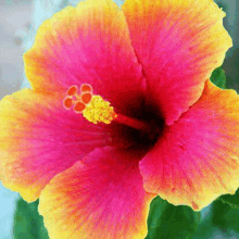 a close up of a colorful hibiscus flower with a yellow center .