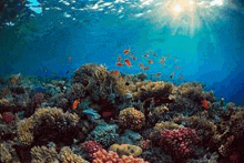 a coral reef with lots of fish and corals in the ocean with the sun shining through the water .