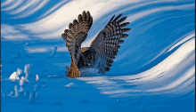 an owl flying over a snowy field with its wings outstretched