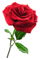 a red rose with green leaves is against a white background