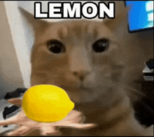 a close up of a cat holding a lemon in its hand .