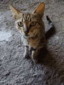 a cat wearing a collar with a cross on it is looking at the camera