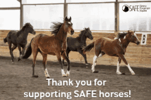 a group of horses running in a barn with the words " thank you for supporting safe horses "