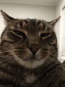 a close up of a cat 's face with a serious look on his face