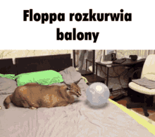 a cat is laying on a bed next to a ball that says floppa rozkurwia balony on it