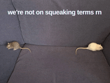 two mice are sitting on a couch with the words we 're not on squeaking terms rn below them