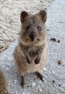 a small animal is standing on its hind legs and looking up at the camera