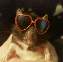 a rat wearing heart shaped sunglasses is being held