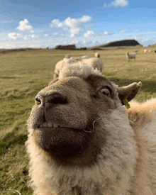 a close up of a sheep 's face with a straw sticking out of its mouth