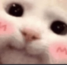 a close up of a cat 's face with a pink blush on its cheeks .