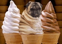 three ice cream cones with a pug wrapped in each one