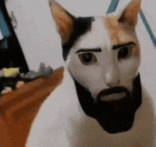 a cat with a fake beard and eyebrows looks at the camera