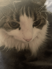 a close up of a cat 's face with a blurry background