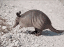 a close up of an armadillo walking on a rocky surface .