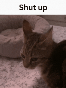 a cat is sitting on a bed next to a dog bed with the word shut up above it