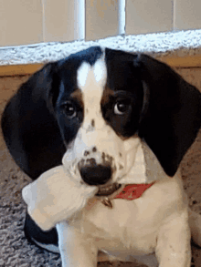 a black and white dog with a red collar is holding a piece of cloth in its mouth