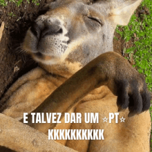 a kangaroo is laying down with the words e talvez dar um pt kkkkkkkkk written below it