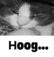 a black and white photo of a cat with the word hoog written below it