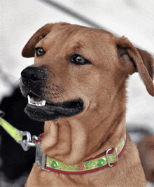 a brown dog wearing a green and red floral collar