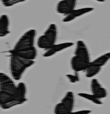 a black and white photo of a flock of butterflies flying in the air .