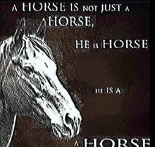 a horse is not just a horse he is a horse he is a horse