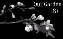 a black and white photo of a flower branch with the words our garden 18+ above it