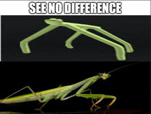 a picture of a praying mantis next to a picture of a stick that says " see no difference "