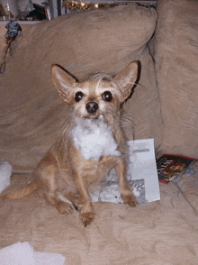 a small dog is sitting on a couch with a magazine on the floor