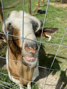 a brown and white goat sticking its tongue out through a wire fence