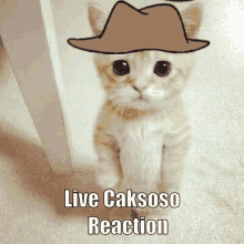 a cat wearing a hat with the words live caksoso reaction written below it