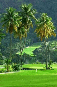 a golf course surrounded by palm trees with a white flag in the middle