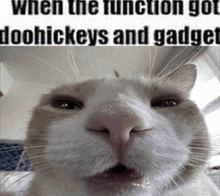 a close up of a cat 's face with a caption that says when the function got doohickeys and gadget